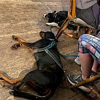 Two dogs spark out on the floor of the pub,